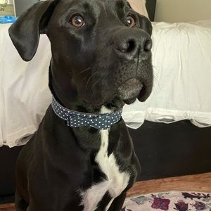 Bow tie dog collar